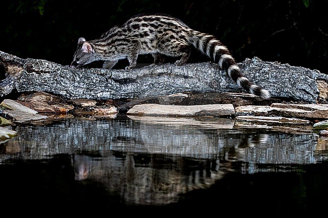 Common Genet (Genetta genetta) in Spain stock-image by Agami/Oscar Díez,