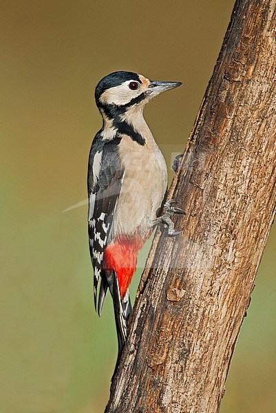 Great Spotted Woodpecker, Grote Bonte Specht, Dendrocopos major stock-image by Agami/Alain Ghignone,