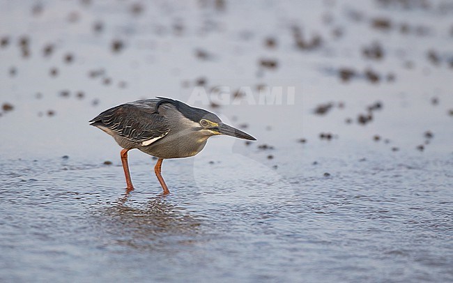 Little Heron (Butorides atricapilla), hunting a low tide in Laem Pak Bia, Thailand. stock-image by Agami/Helge Sorensen,