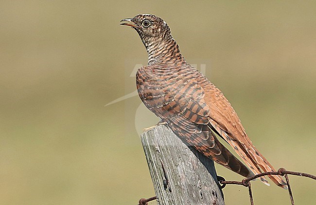 Common Cuckoo (Cuculus canorus), juvenile in brown morph sitting on a pole, seen from the side. stock-image by Agami/Fred Visscher,