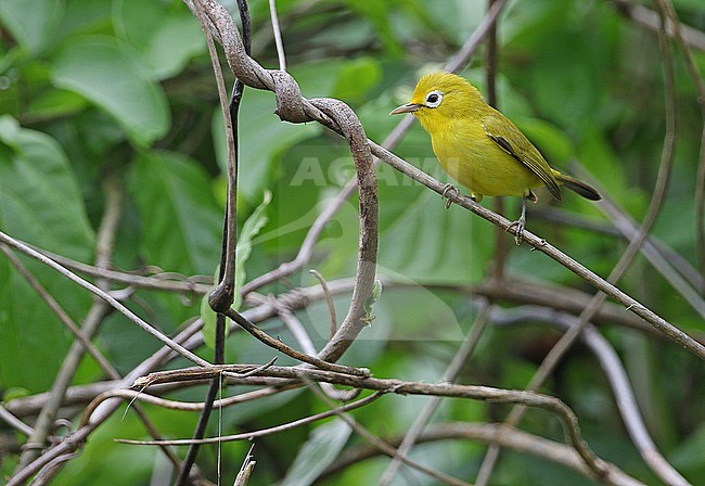 Wakatobi white-eye (Zosterops flavissimus) on the Wakatobi Islands off Southeast Sulawesi, Indonesia. stock-image by Agami/James Eaton,
