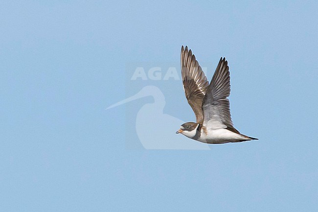 Adult Semipalmated Plover, Charadrius semipalmatus, in breeding plumage on tundra on Seward Peninsula, Alaska, United States. stock-image by Agami/Brian E Small,