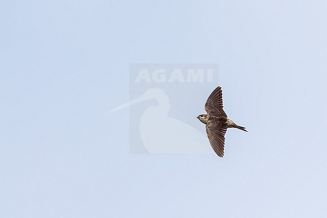 Immature Preuss's Cliff Swallow (Petrochelidon preussi) in Sierra Leone. stock-image by Agami/David Monticelli,