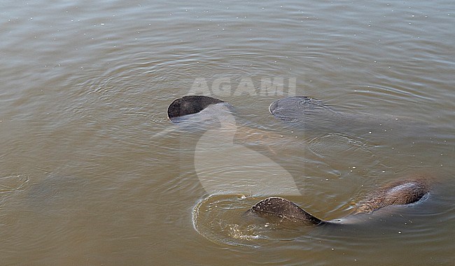 West Indian manatee (Trichechus manatus) at Merrit Island gathering stock-image by Agami/Roy de Haas,