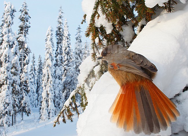 Taigagaai in winters landschap; Siberian Jay in winter setting stock-image by Agami/Markus Varesvuo,