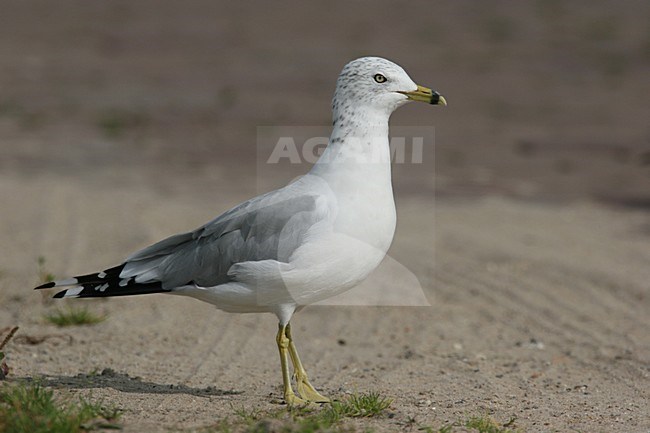 Ring-billed Gull adult standing in sand, Ringsnavelmeeuw adult staand in zand stock-image by Agami/Chris van Rijswijk,