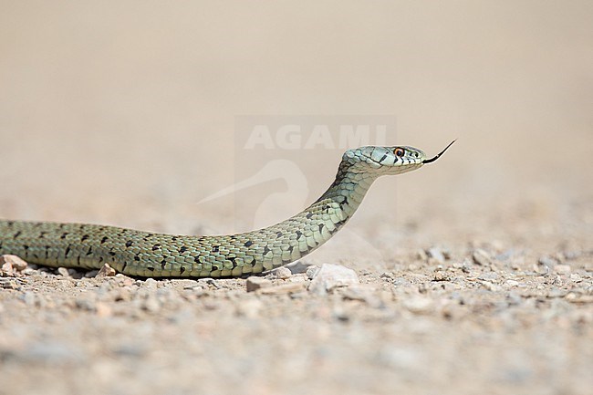 Iberian Grass Snake (Natrix astreptophora) in cobra posture, with the tongue out of mouth, with a sandy background, in Southern France. stock-image by Agami/Sylvain Reyt,
