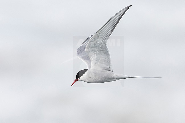 Arctic Tern (Sterna paradisaea), side view of an adult in flight, Southern Region, Iceland stock-image by Agami/Saverio Gatto,