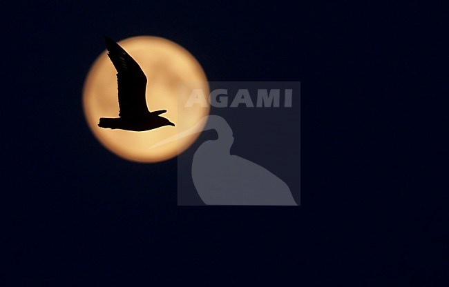 Grote Jager in de vlucht met de maan; Great Skua in flight with the moon stock-image by Agami/Markus Varesvuo,