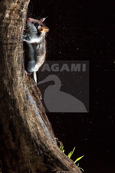 Garden Dormouse (Eliomys quercinus) during the night near Madrid in Spain. stock-image by Agami/Oscar Díez,