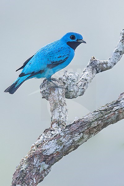 Adult Blue Cotinga (Cotinga nattererii) perched on a branch in Panama. stock-image by Agami/Glenn Bartley,