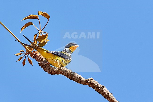 Striking and endemic Palkachupa Cotinga (Phibalura boliviana) perched on a branch against blue sky in Apolo, Bolivia stock-image by Agami/Tomas Grim,