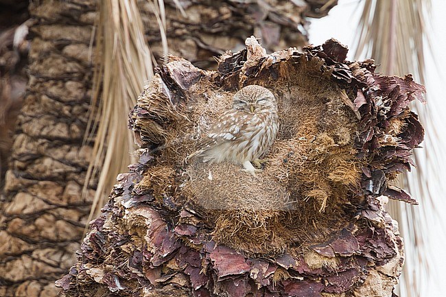 Little Owl - Steinkauz - Athene noctua lilith, Cyprus, adult stock-image by Agami/Ralph Martin,