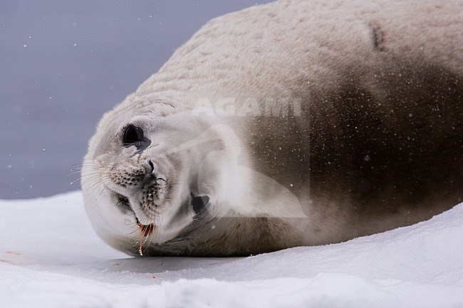 A crabeater seal, Lobodon carcinophaga, resting  on the ice and looking at the camera, Wilhelmina Bay, Antarctica. Antarctica. stock-image by Agami/Sergio Pitamitz,