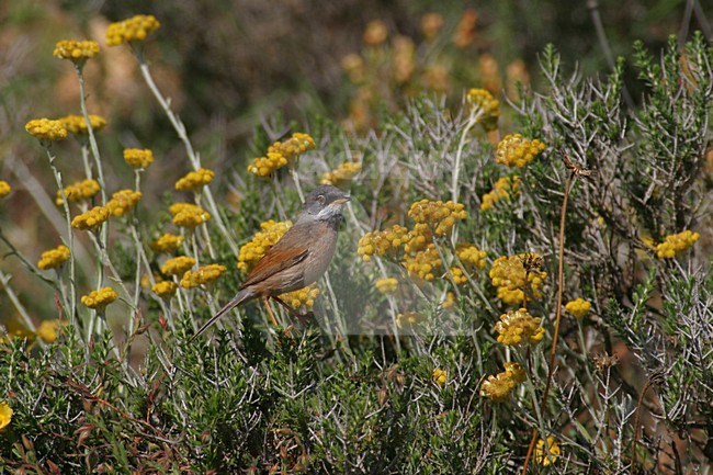 Brilgrasmus in broedgebied; Spectacled Warbler at breedingsite stock-image by Agami/Daniele Occhiato,