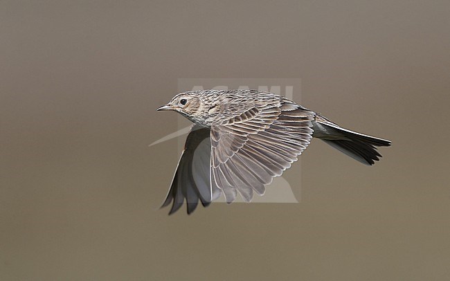 Eurasian Skylark (Alauda arvensis) in flight in Denmark stock-image by Agami/Helge Sorensen,