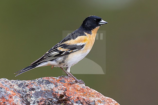 Brambling (Fringilla montifringilla), side view of an adult male perched on a rock, Lapland, Finland stock-image by Agami/Saverio Gatto,