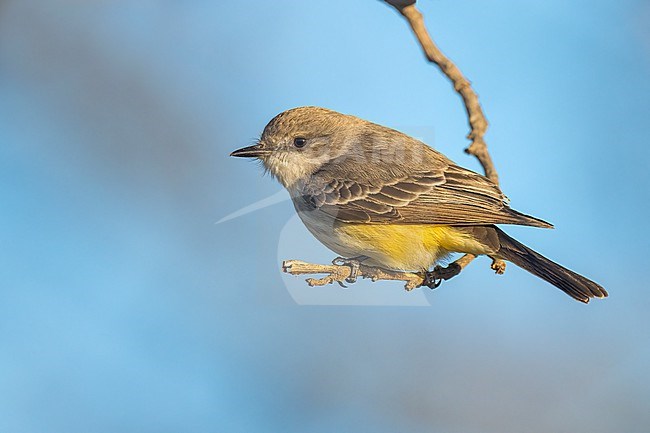 Immature female
San Bernardino Co., CA
January 2022 stock-image by Agami/Brian E Small,