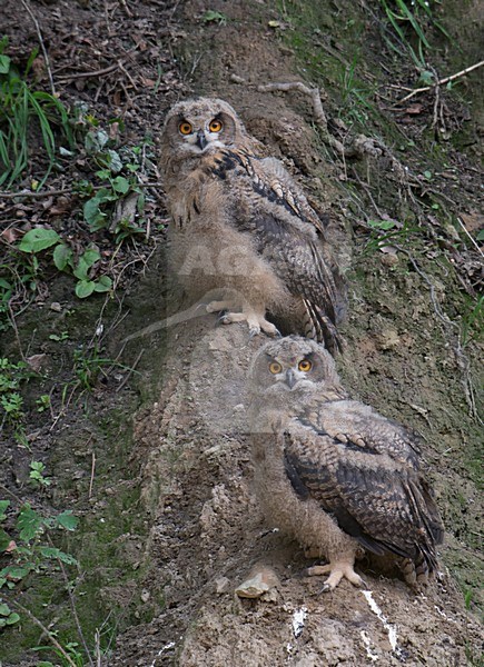 Twee jonge Oehoes bij nest, Twe young Eagle-Owls at nest stock-image by Agami/Han Bouwmeester,