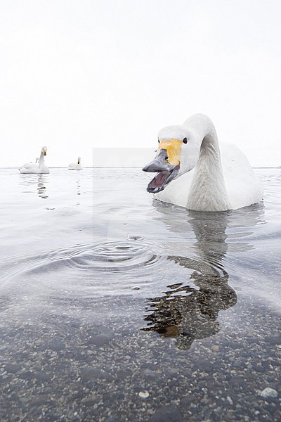 Whooper Swan (Cygnus cygnus) in winter surronding. stock-image by Agami/Marcel Burkhardt,