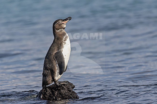 Galapagos penguin (Spheniscus mendiculus) on the Galapagos Islands, part of the Republic of Ecuador. The only penguin found north of the equator. stock-image by Agami/Pete Morris,