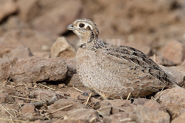 Adult female 
Jeff Davis Co., TX 
March 2010 stock-image by Agami/Brian E Small,