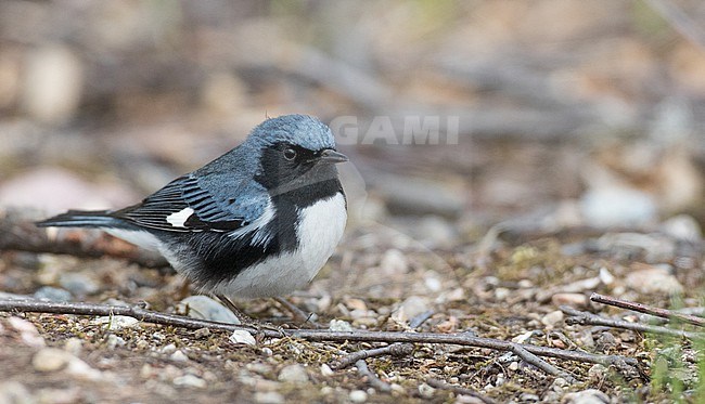 Adult male Black-throated Blue Warbler, Setophaga caerulescens, in North America. stock-image by Agami/Ian Davies,