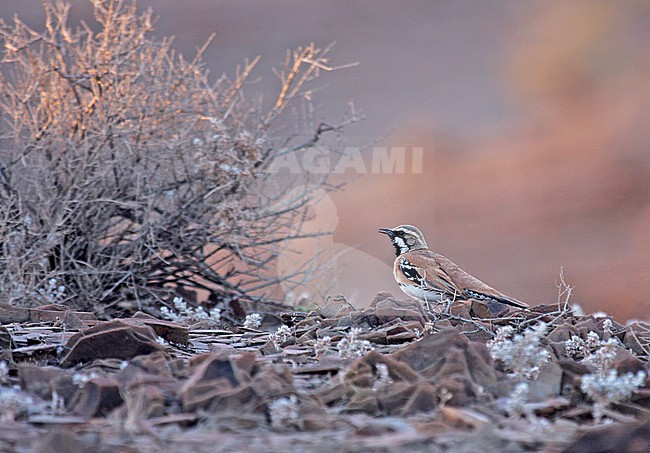 Cinnamon Quail-thrush (Cinclosoma cinnamomeum) standing on the ground in Australia. stock-image by Agami/Pete Morris,