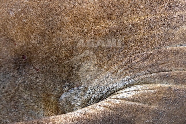 Skin of huge bull Southern Elephant Seal (Mirounga leonina) on Macquarie Island, Australia. stock-image by Agami/Marc Guyt,