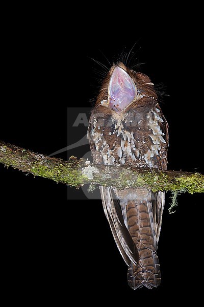Feline Owlet-nightjar (Aegotheles insignis) Perched on a branch at night in Papua New Guinea stock-image by Agami/Dubi Shapiro,