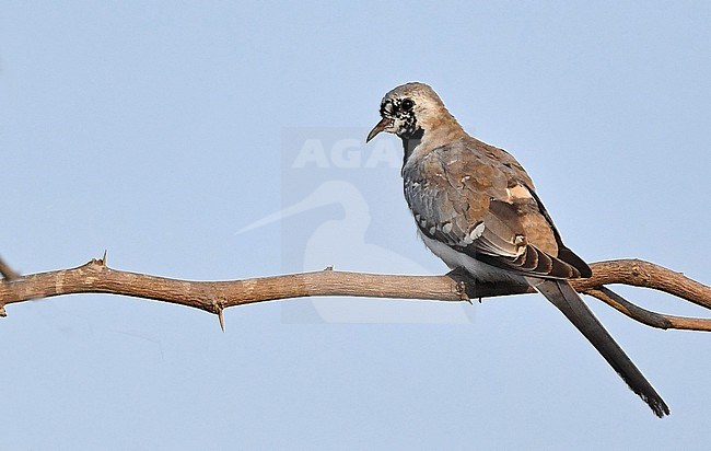 Autumn male Namaqua Dove, Oena capensis, perched on a branch. stock-image by Agami/Eduard Sangster,