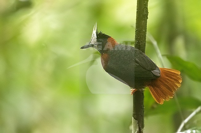 White-plumed Antbird (Pithys albifrons) perched on a branch in the Amazon foothills in the Putumayo province, Colombia. stock-image by Agami/Rafael Armada,