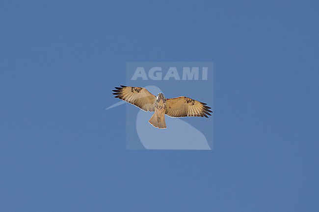 immature augur buzzard (Buteo augur) in flight above the Liben Plains near Negele Borana in Ethiopia stock-image by Agami/Mathias Putze,