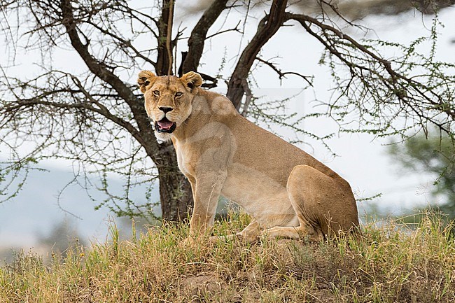 A lioness, Panthera leo, sitting and looking at the camera. Seronera, Serengeti National Park, Tanzania stock-image by Agami/Sergio Pitamitz,