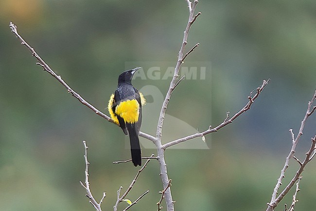 Adult Black-vented Oriole, Icterus wagleri wagleri , perched in a tree. stock-image by Agami/Nigel Voaden,