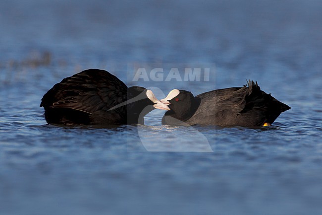 Meerkoet; Eurasian Coot stock-image by Agami/Daniele Occhiato,