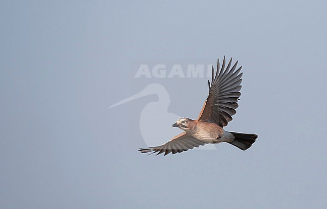 Eurasian Jay, Garrulus glandarius, at Nivå, Denmark stock-image by Agami/Helge Sorensen,