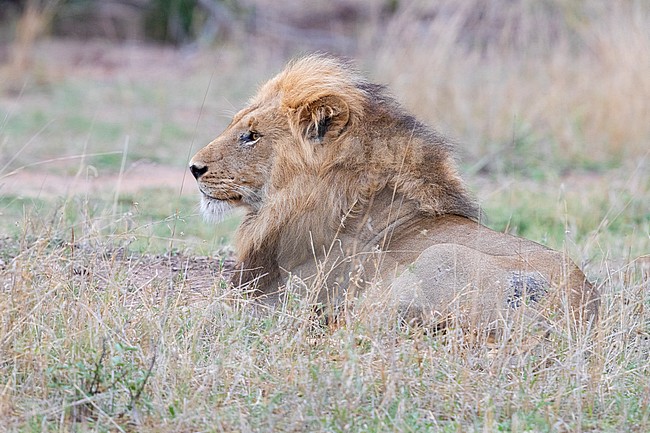 Lion (Panthera leo melanochaita), adult male resting, mpumalanga, South Africa stock-image by Agami/Saverio Gatto,