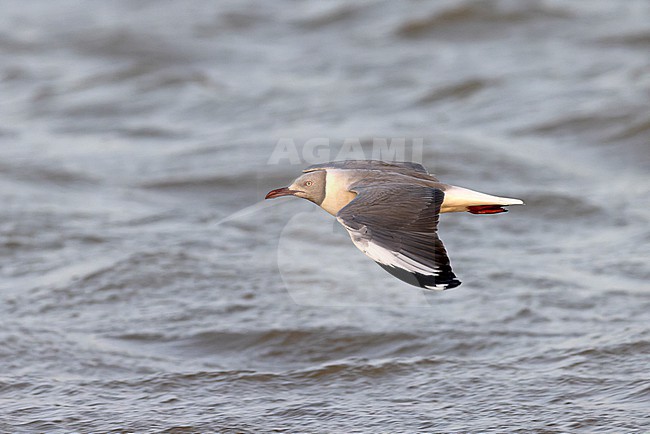 Grey-headed Gull (Chroicocephalus cirrocephalus) in adult summer plumage in flight. stock-image by Agami/David Monticelli,