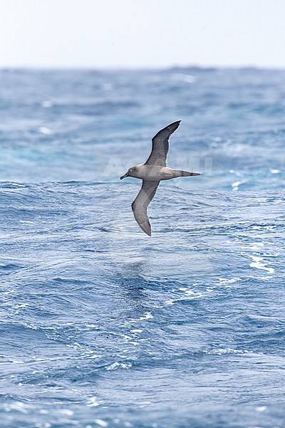 Adult Light-mantled Albatross (Phoebetria palpebrata) flying low over the Pacific Ocean between the Aucklands islands and Antipodes islands, New Zealand stock-image by Agami/Marc Guyt,