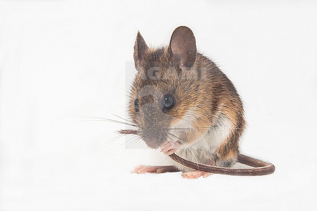 Bosmuis met witte achtergrond stock-image by Agami/Theo Douma,
