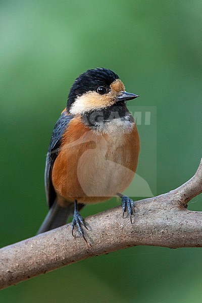 Varied Tit (Sittiparus varius) perched on a branch in a citypark in Tokyo, Japan. stock-image by Agami/Marc Guyt,