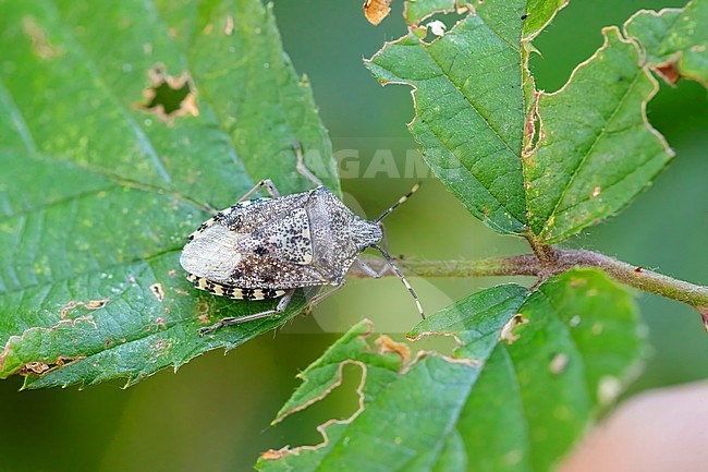 Mottled shieldbug, imago, also called Mottled Stink Bug stock-image by Agami/Arnold Meijer,