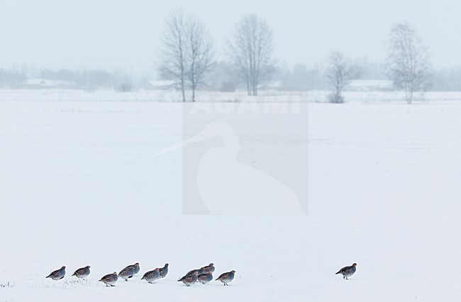 Patrijs in de sneeuw, Grey Partridge in the snow stock-image by Agami/Markus Varesvuo,