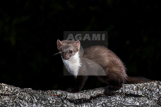 Beech Marten (Martes foina) during the night in Extremadura, Spain. stock-image by Agami/Oscar Díez,