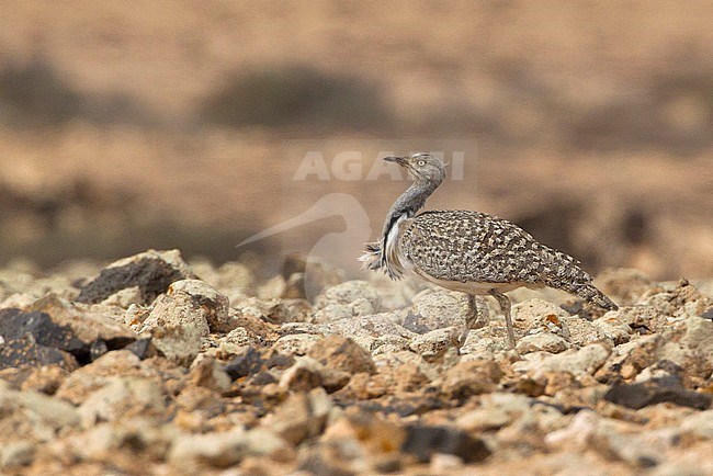 Westelijke Kraagtrap in typisch habitat, Houbara Bustard in typical habitat stock-image by Agami/David Monticelli,