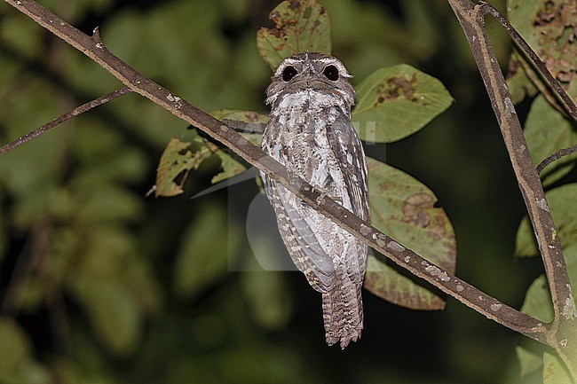 Marbled Frogmouth, Podargus ocellatus, in West Papua, Indonesia. stock-image by Agami/Pete Morris,