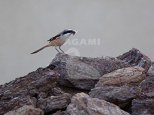 Long-tailed Shrike (Lanius schach erythronotus) perched. stock-image by Agami/Andy & Gill Swash ,