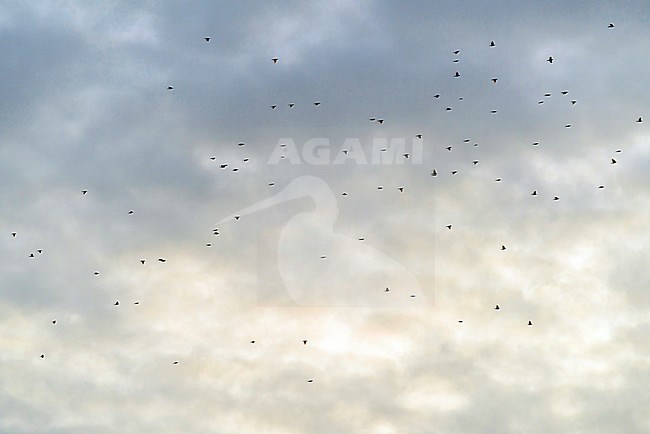 Migrating flock of Redwings (Turdus iliacus) flying overhead over Tongplaat near Dordrecht in the Netherlands. stock-image by Agami/Hans Gebuis,