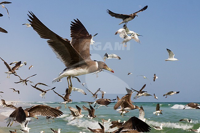 Sooty Gull - Hemprichmöwe - Larus hemprichii, Oman stock-image by Agami/Ralph Martin,